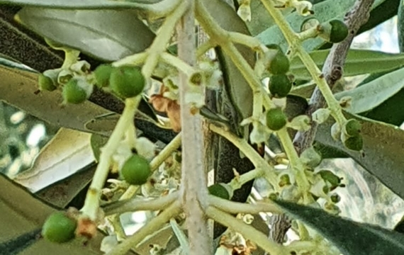 Fiori olive keys 570