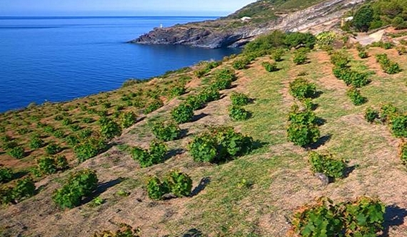 capperi vini pantelleria 570