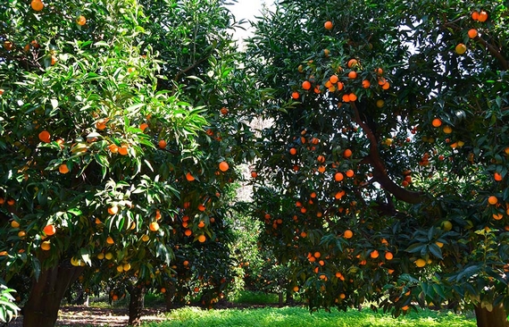 coltivazione clementine di calabria 1 570
