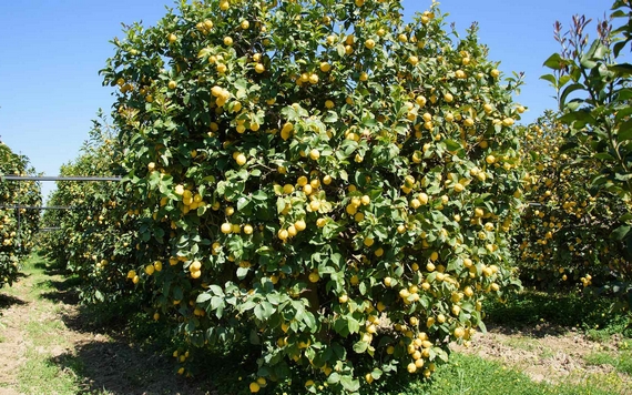 limoni di roccaimperiale albero 1 570