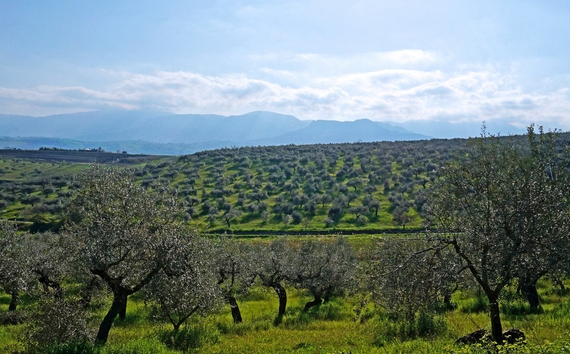 olive Aprutino paesaggio 570