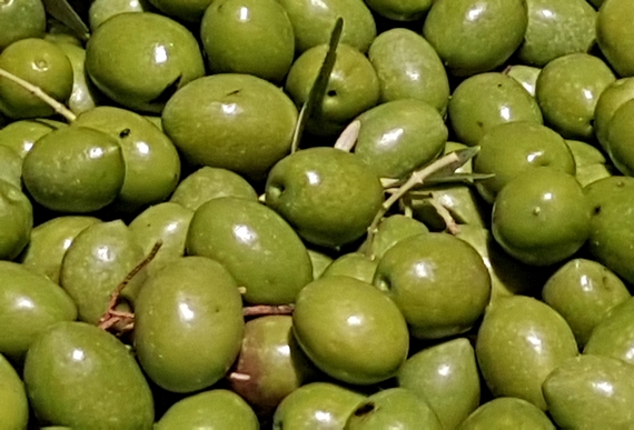 olive persiani 570