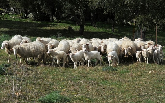 pecore gregge 2 580