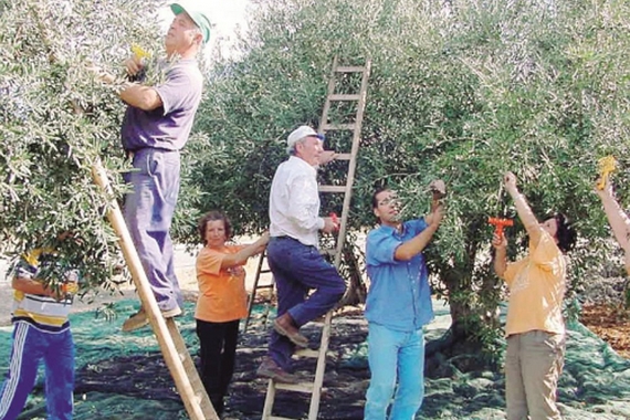 raccolta olive valle del belice 570