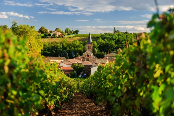 Beaujolais vigneti 570