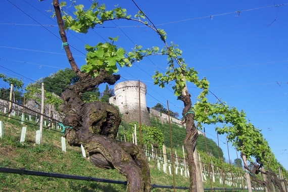 Vigneto PusterlaVisit Brescia Wine hospitality travel 570