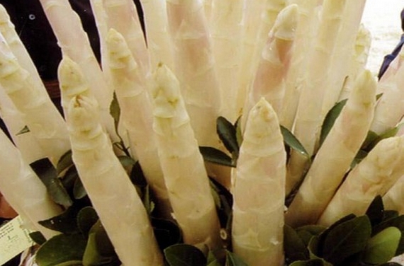 asparago bianco badoere 570