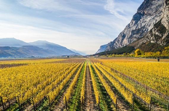 cantina toblino vigneti azienda 570