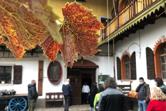 foliage trentino vigna eccellente 570