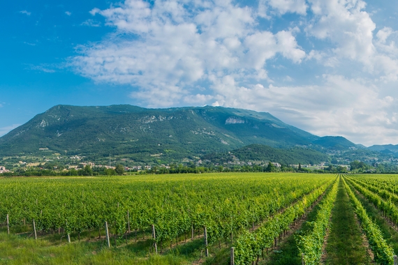 nuova frontiera vini rosati casagrande 3 570