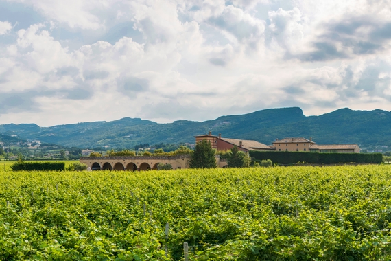 nuova frontiera vini rosati casagrande 4 570