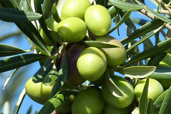 olive 2 olio altocrotonese 570