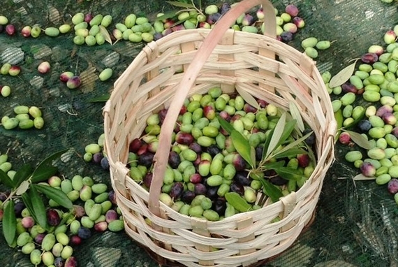 olive Alto crotonese 570