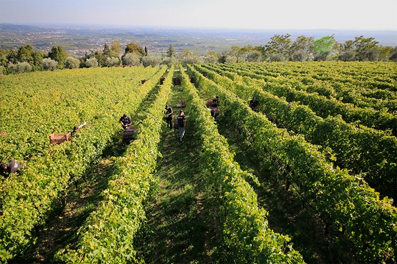 amarone fieramonte allegrini riserva vigneto itin 22 570