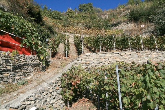 viticultura eroica sasagrande 3 itin 22 570