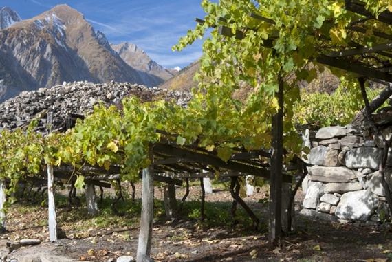 viticultura eroica sasagrande 4 itin 22 570