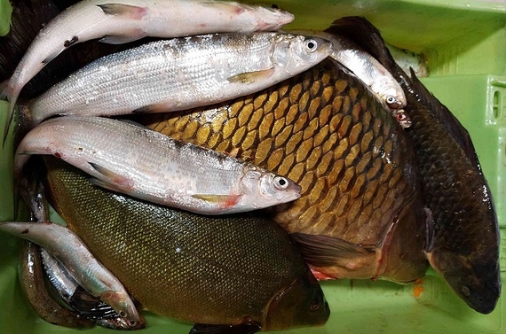 Garda Freshwater Fish Week casagrande 2023 02 570