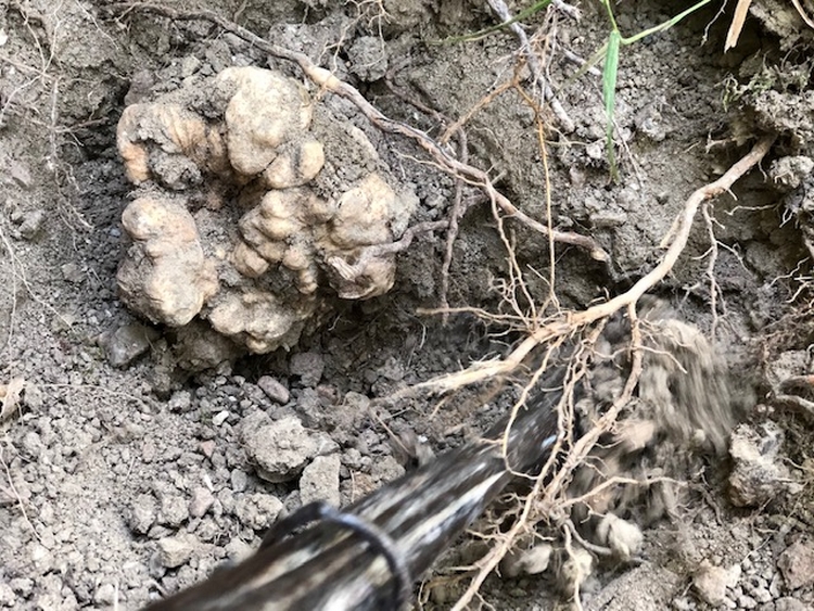 Tartfuo Bianco Acqualagna durante la ricerca 23 750