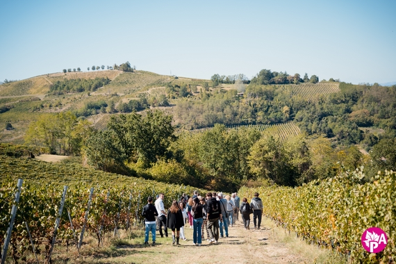 Tour in vigna autunno pavese 23