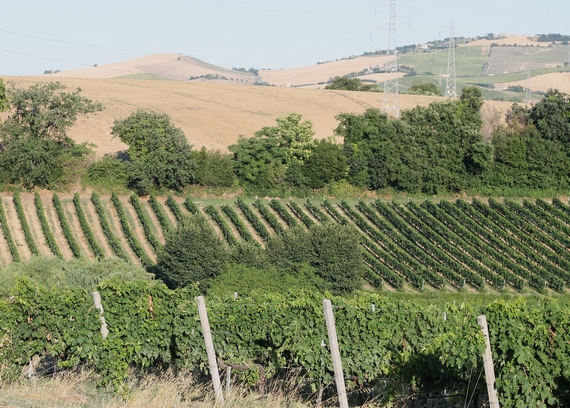 grand tour delle marche enosophia bacci serri 23 05