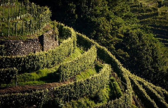 lombardia terrazamenti unesco 23 570