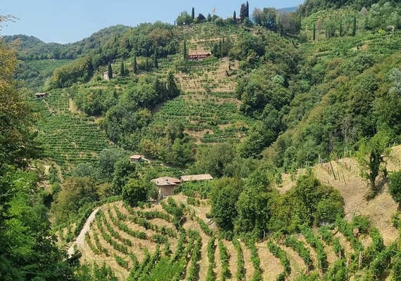 mille interpretazioni prosecco casagrande 02 23 570
