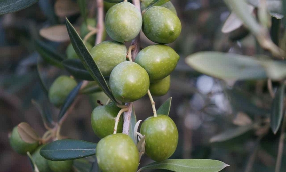 olio olive keys 570