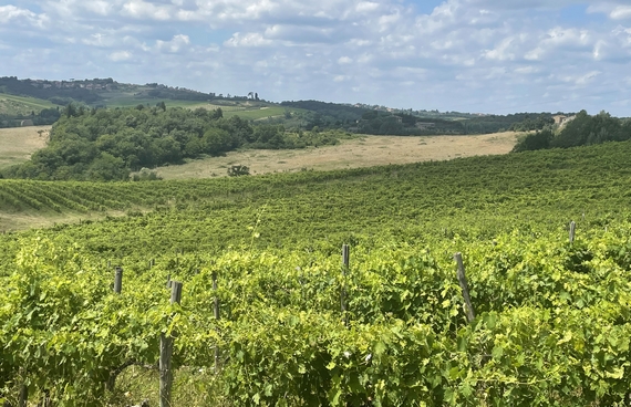 prima vendemmia bottega castenuovo SI 02