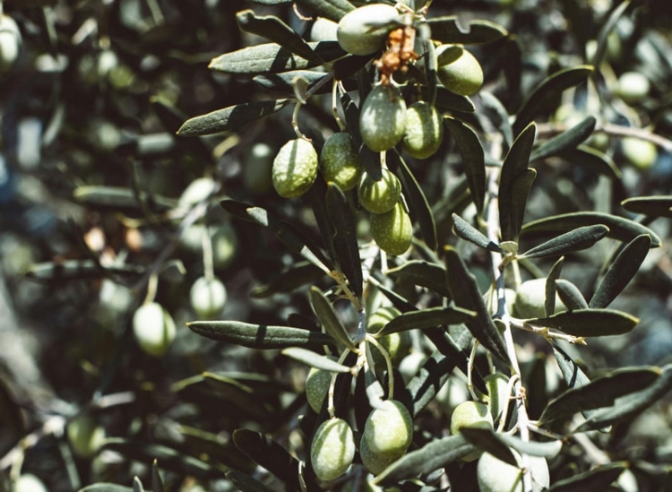 olivitaly med olive