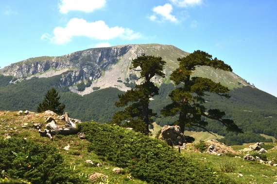 Fig1_Bosnian Pine_Pollino Pine and Mount Pollino itin 22 570.JPG
