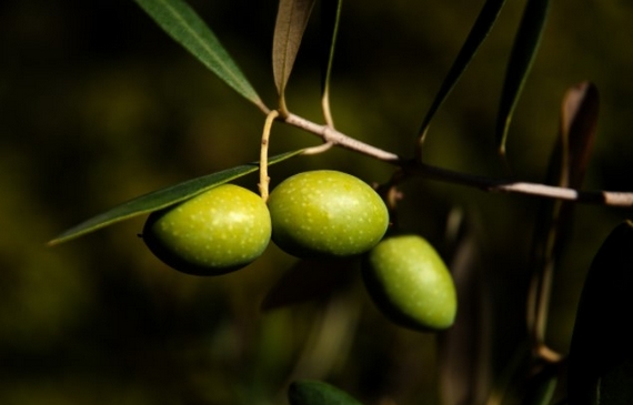 olio-aprutino olive 570.jpg