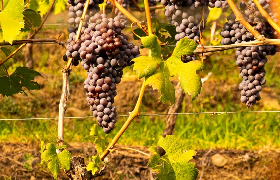 valtellina identità golose alessandro negrini vini 10 itin 22 570.jpg