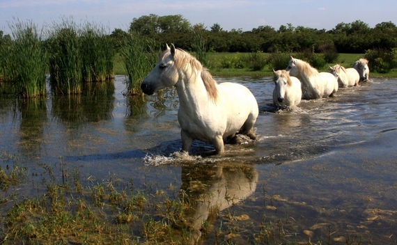 Isola della Cona Cavalli Camargue ph.Candotto Grado 570