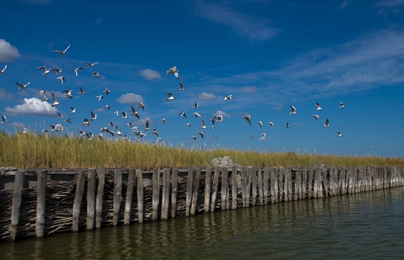 Lidi di Comacchio natura Credit Archivio Provincia di Ferrara
