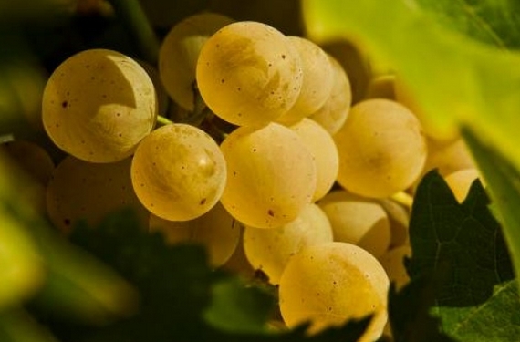 Malvasia Bianca Di Candia dei Colli Piacentini 570