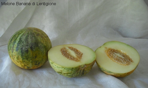 Melone banana lentigione 570