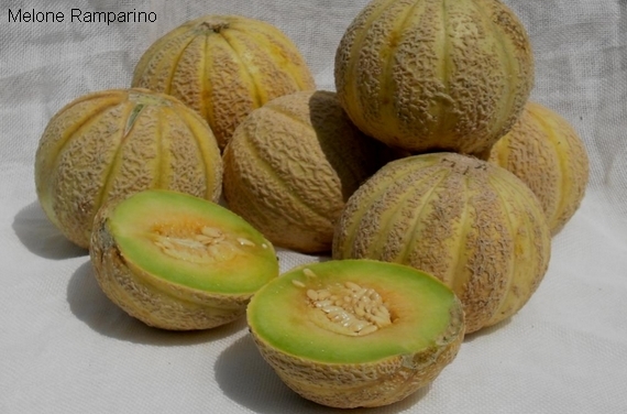 Melone ramparino 570
