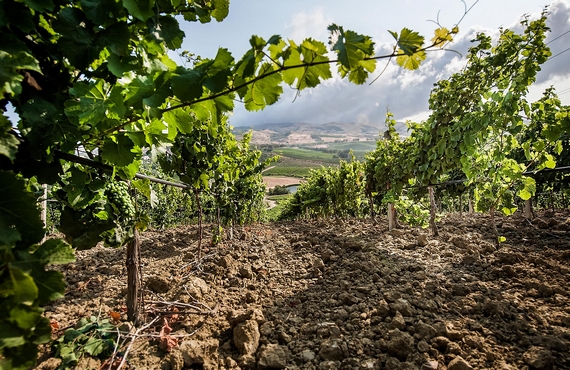 Tenuta Regaleali vigniti 570