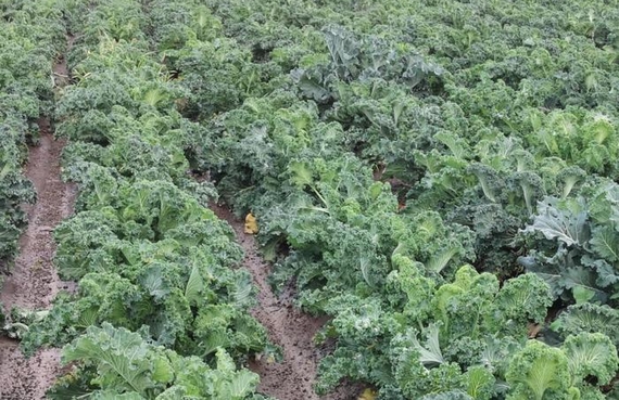 Torzella campo agricoltori slow food 570