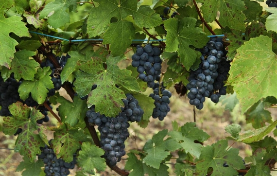 UVA vitae sangue giuda 570