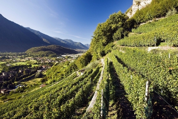 Valle Camonica vigneti Cantina Bignotti 570