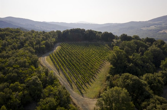 Vigneto Poggio Miniera vermentino 570