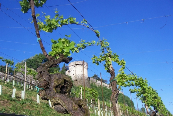 Vigneto Pusterla Brescia 570