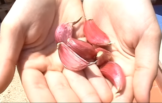 aglio rosso nubia spicchi 570