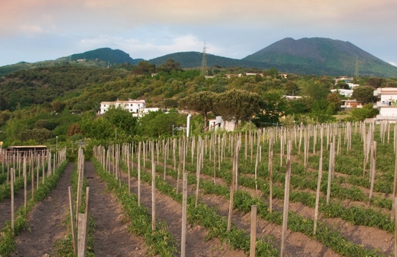 campi pomodori vesuvio 570 dallo sbirro