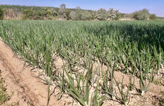 campo cipolla breme 570