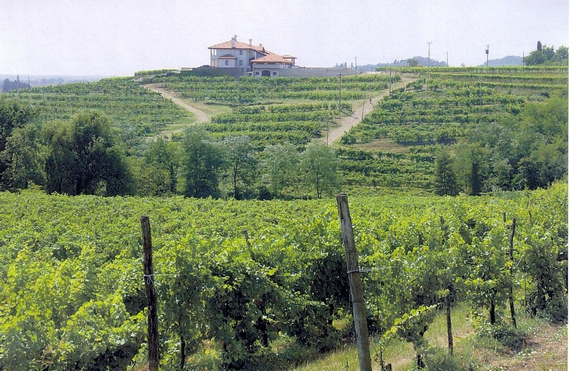 cantarutti alfieri azienda 570