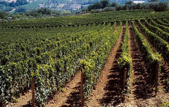 cantina tollo vigneto 570