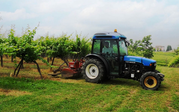 cantine vitea lavoro vigna 570