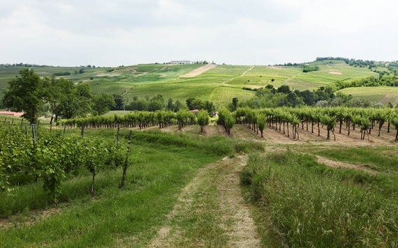 cantine vitea territorio 570ù